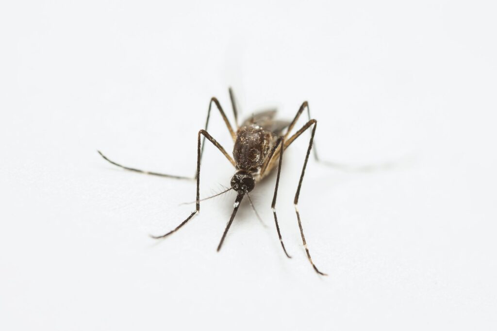 Mosquito Repeller Scams Exposed