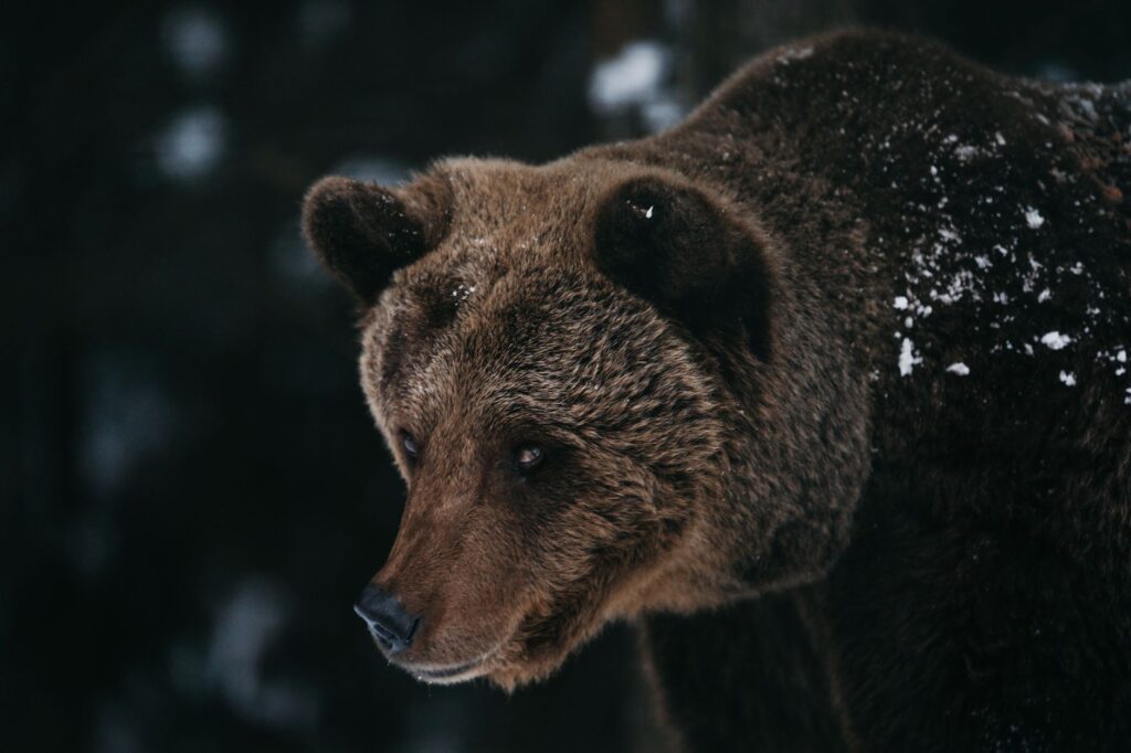 Ukraine Sanctions Masha and the Bear Creators for Alleged Propaganda
